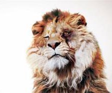 Схема вышивки «Лев с фингалом»