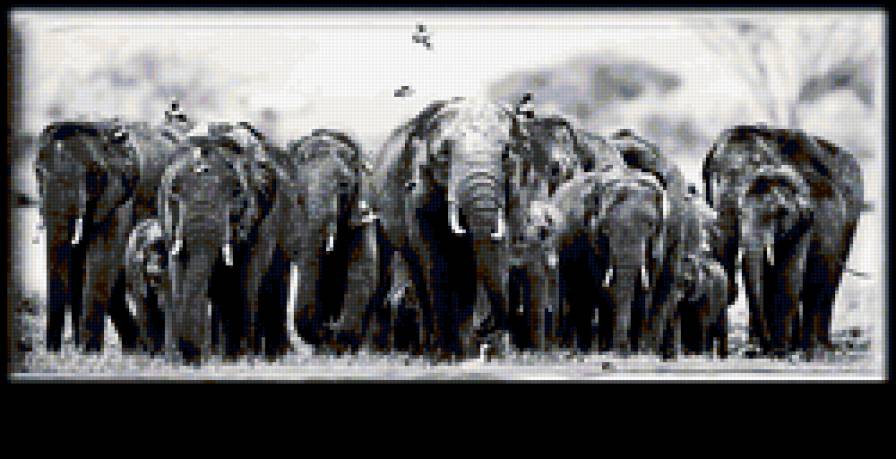 СЛОНЫ - животные - предпросмотр