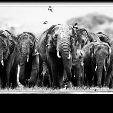 Схема вышивки «СЛОНЫ»