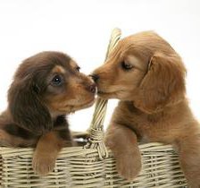 Схема вышивки «Дружба»