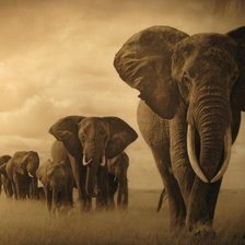 Схема вышивки «СЛОНЫ»