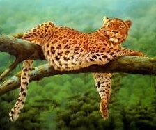 Схема вышивки «Леопард»