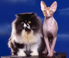 Схема вышивки «контраст»