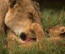 Схема вышивки «Львица и львенок»
