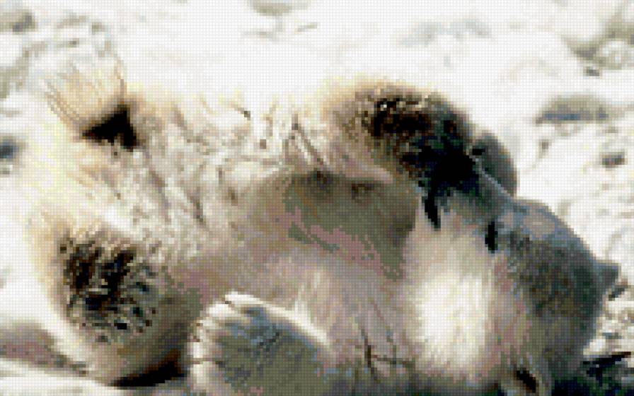 миша - животные - предпросмотр