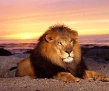 Схема вышивки «лев на закате»