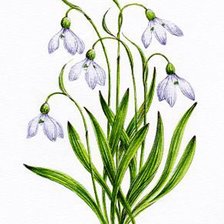 Подснежники