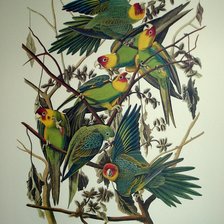 Схема вышивки «Попугаи»