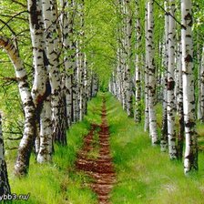 Схема вышивки «березовая роща»