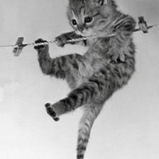 Схема вышивки «котенок на веревке»