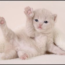 Схема вышивки «милый котёнок»