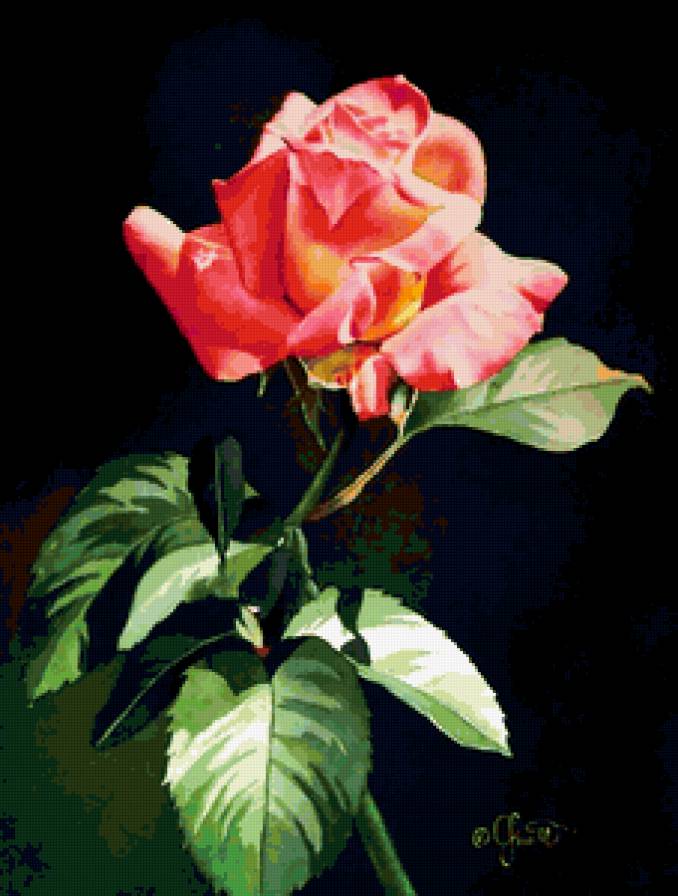 роза на черном - предпросмотр