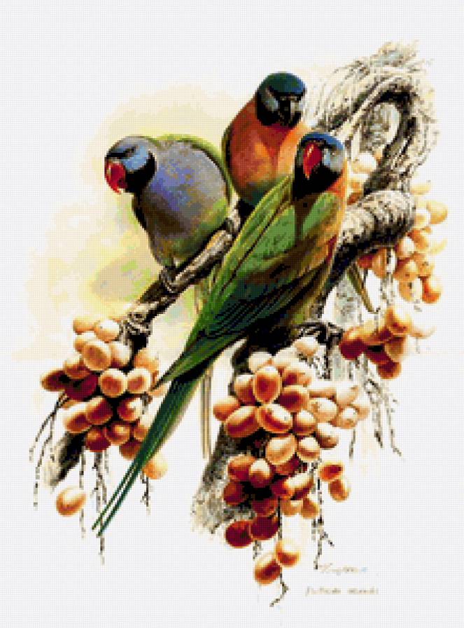 Попугаи - попугаи, птицы, ветка, , пейзаж, картина, виноград, красивые - предпросмотр