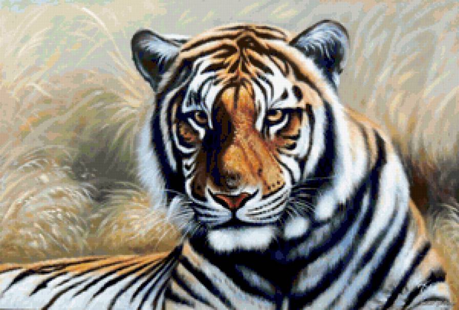 Тигр на Отдыхе - дикая кошка, хищник, взгляд, зверь, тигр, животное - предпросмотр