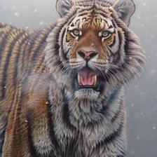 Схема вышивки «Сибирский Тигр»