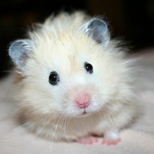 Схема вышивки «хомячок»