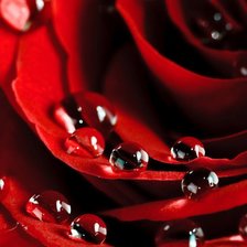 Схема вышивки «роза»