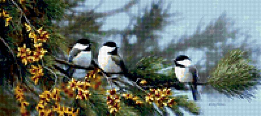 птицы Бредли Джексона - птицы, лес, природа, шишка - предпросмотр