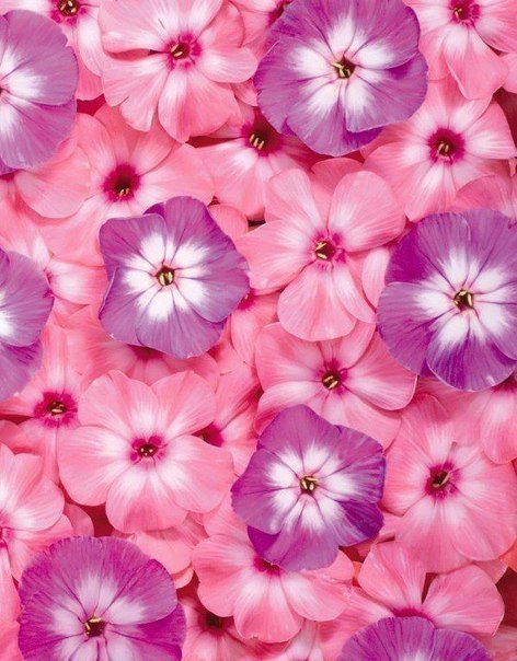 флоксы - лето, цветы, флоксы, красота - оригинал