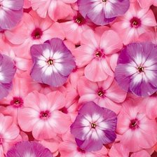 Схема вышивки «флоксы»