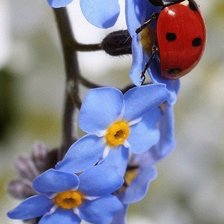 Схема вышивки «цветы»