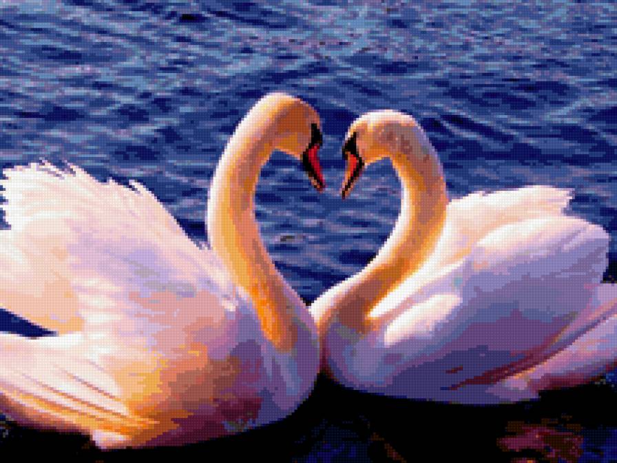 Пара лебедей - лебеди, пара лебедей, любовь - предпросмотр