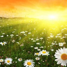 Ромашковое поле