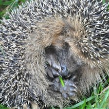 Схема вышивки «Кроха-ежик»