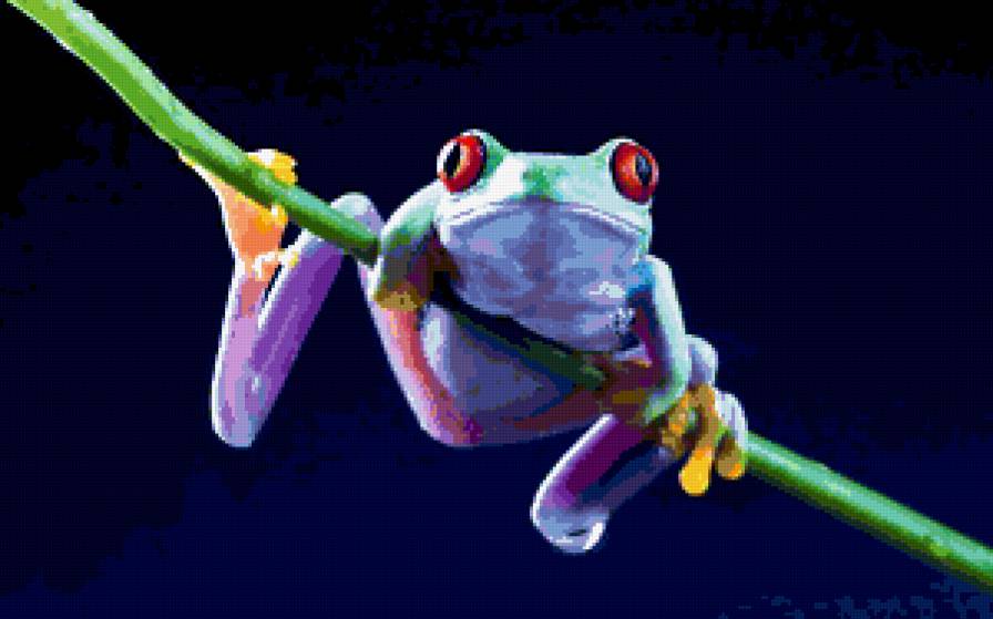 жаба - жаба, тварини - предпросмотр