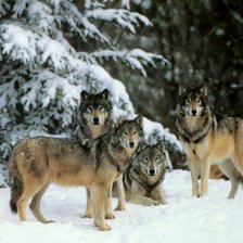 Схема вышивки «волки стая»