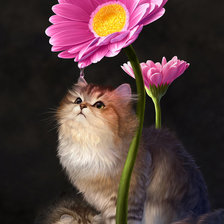 Котята и цветок