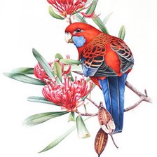 Схема вышивки «попугай»