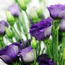 Схема вышивки «синие колокольчики»