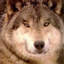 Схема вышивки «волк»