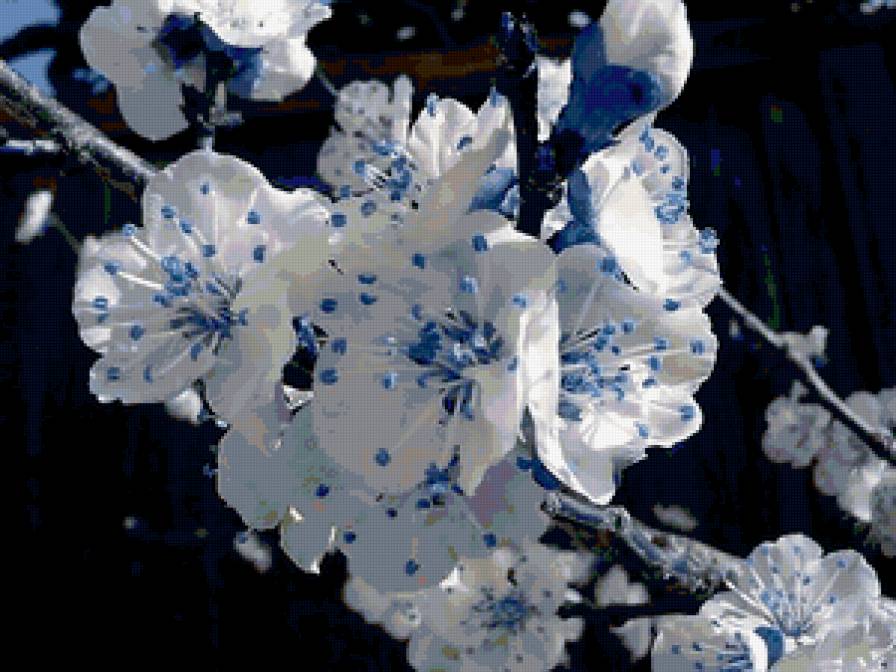 синяя вишня - синий, цветы, вишня - предпросмотр