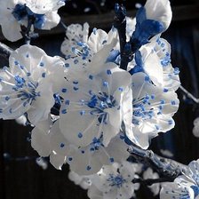 Схема вышивки «синяя вишня»