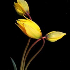 Схема вышивки «цветы»