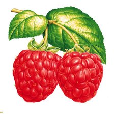 Схема вышивки «Малинка»