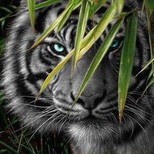 взгляд из джунглей