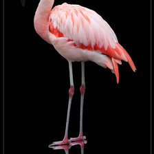 Схема вышивки «фламинго»