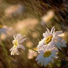 Схема вышивки «Ромашки»