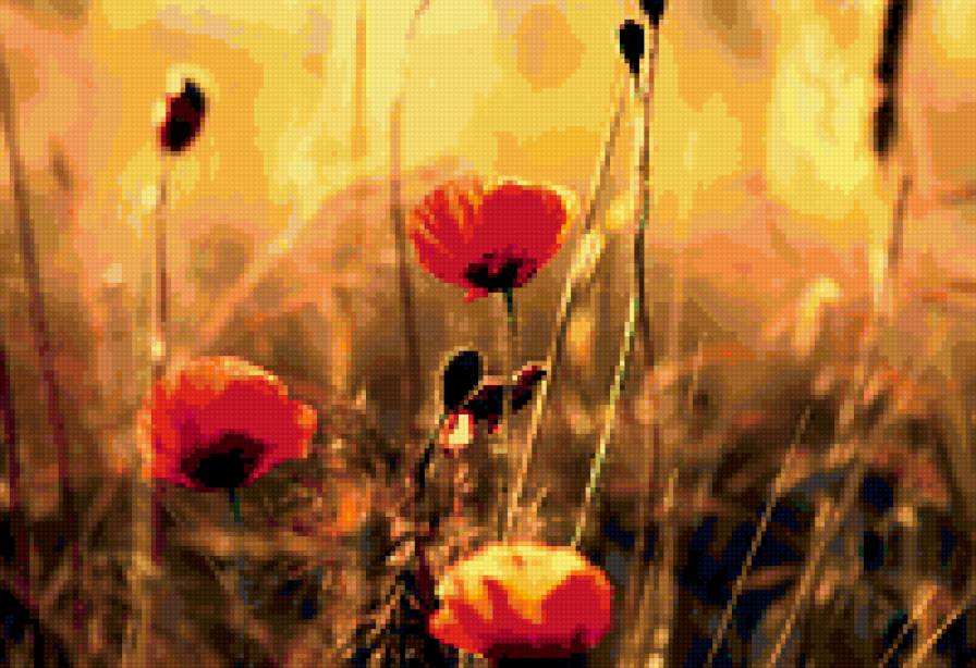 Маки - природа, цветы - предпросмотр