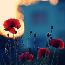 Схема вышивки «Маки»