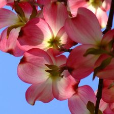 Схема вышивки «Ветка сакуры»