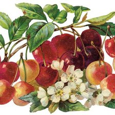 Схема вышивки «черешня»