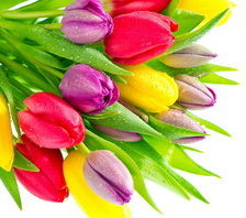 Схема вышивки «тюльпаны»