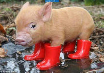 Схема вышивки «№280165»