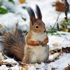 Схема вышивки «№280223»