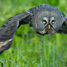 Схема вышивки «№280283»