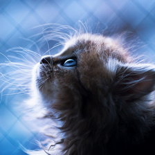 Схема вышивки «котенок»